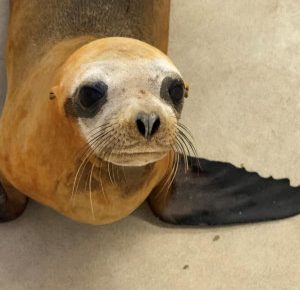 Rescued Sea Lion Found Shot Was Euthanized